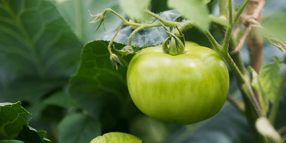 TWE-Green-Tomato