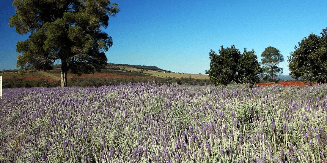 TWE-Lavender-Farm