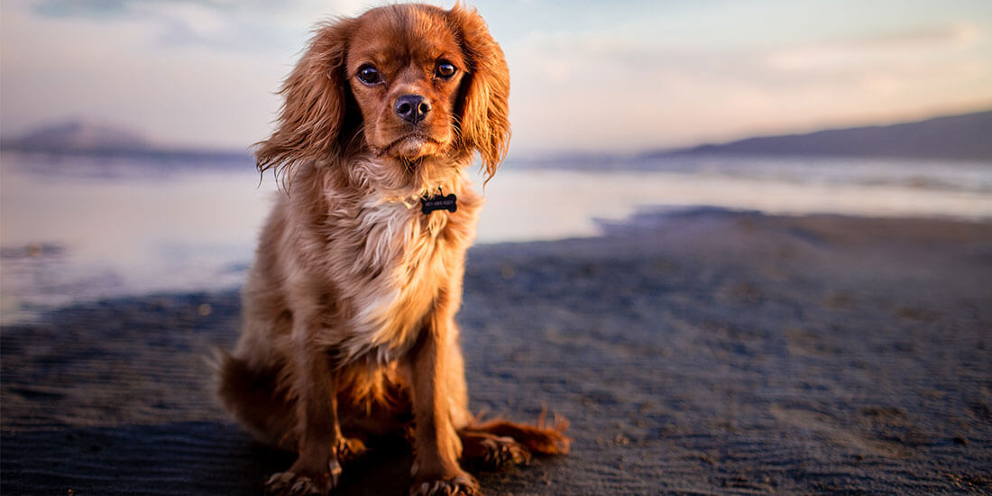 A Cavalier King Charles Spaniel dog sitting on a dog-friendly beach at sunset with the water behind it