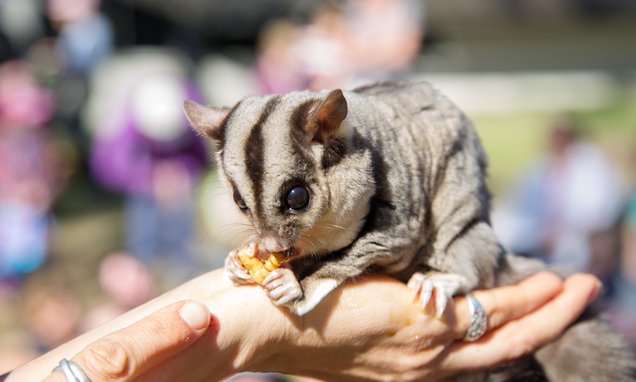 bushland-wildlife-the-weekend-edition-what-s-on-in-brisbane