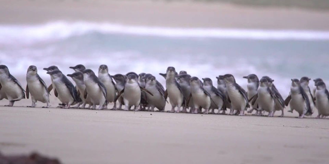 penguin parade island phillip coast park