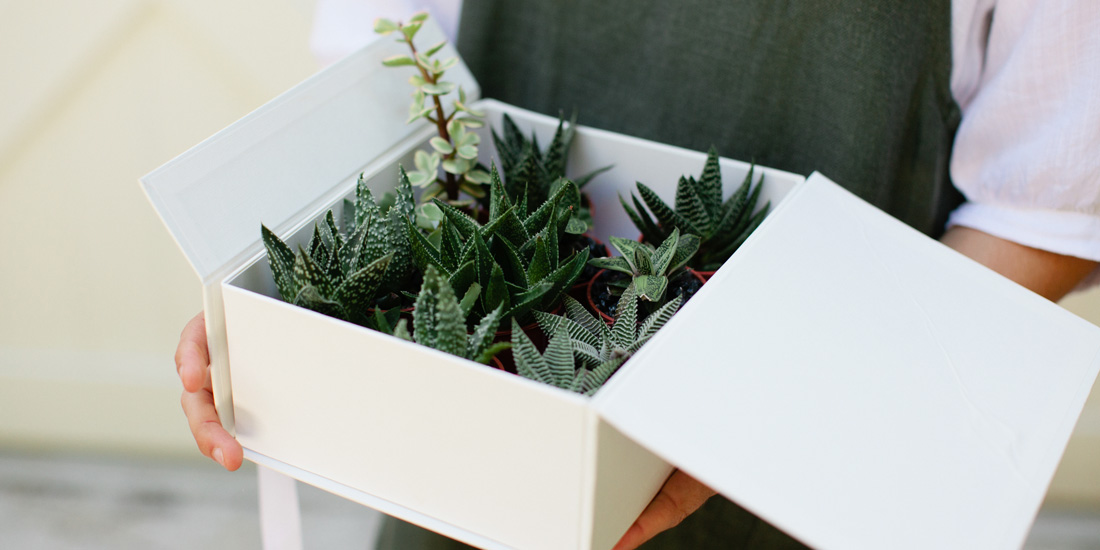 Plants in a Box Plant Delivery Gold Coast | The Weekend Edition Gold Coast