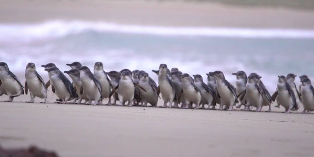 Catch all of the cuteness of Phillip Island's Penguin Parade via the