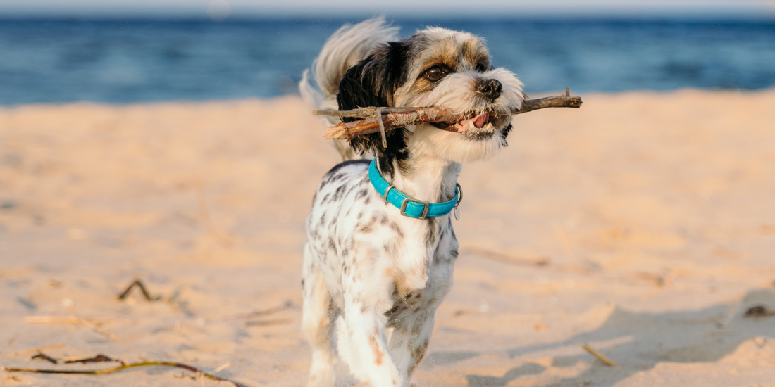 Dog beach